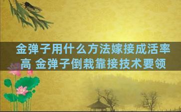 金弹子用什么方法嫁接成活率高 金弹子倒栽靠接技术要领